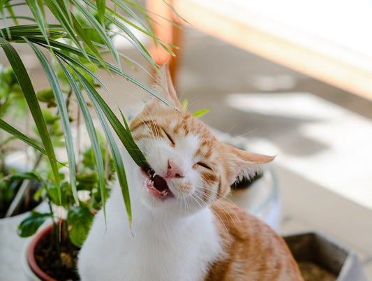 Cat chewing on a houseplant